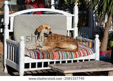 sleepy stray dog lying on a colored sofa outside on a sunny day