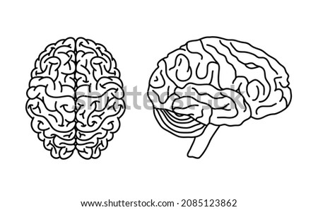Brain anatomy concept. Top and profile view. Anatomical clip art for medical designs. Vector illustration isolated on a white background in outline style.