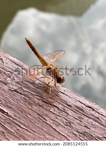 One brown dragonfly on brown wooden floor, outdoor, selectable focus.