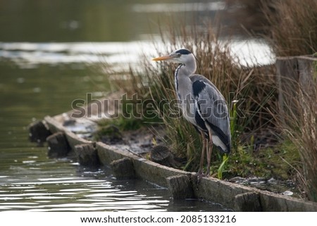 Grey heron sits and waites for a fish to swim by