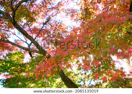 red leaves of Japanese maple