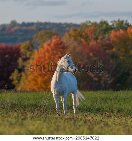 grey Morab horse or Morgan Arabian cross horse standing in field with fall colours in background room for type brilliant fall colours in large field with healthy horse standing square vertical format 