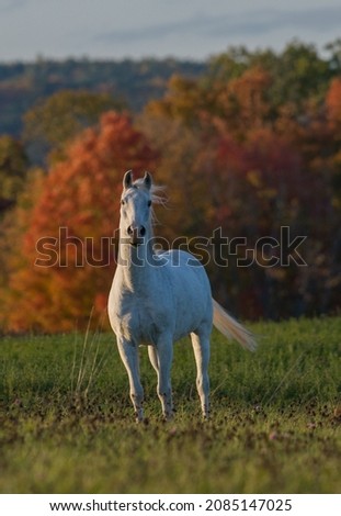 grey Morab horse or Morgan Arabian cross horse standing in field with fall colours in background room for type brilliant fall colours in large field with healthy horse standing square vertical format 