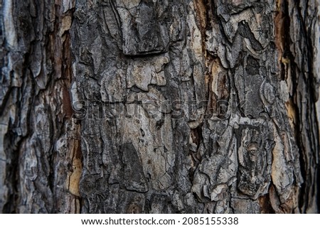 Macro exture of tree bark, aged wood, chips, cracks, moss, photophone for screensaver and print