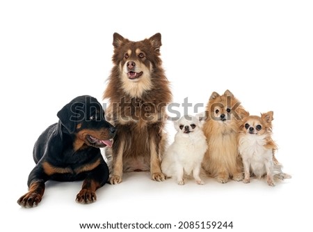 many dogs in front of white background