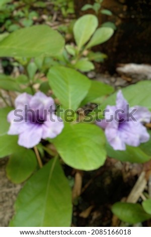 Defocused abstract background of ruellia tuberosa flowers. Purple wildflowers for background.
