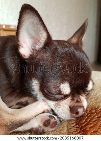 Chihuahua puppy resting on the bed
