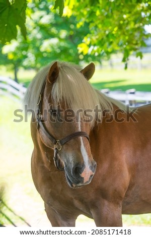 horse portrait shot of haflinger breed of horse head shot of equine light brown in colour with flax mane and long forelock white blaze leather halter vertical format with room for type or masthead  Royalty-Free Stock Photo #2085171418