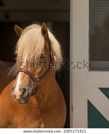 horse portrait shot of haflinger breed of horse head shot of equine light brown in colour with flax mane and long forelock white blaze leather halter vertical format with room for type or masthead  Royalty-Free Stock Photo #2085171421