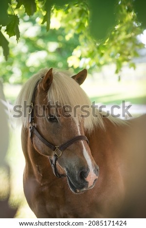horse portrait shot of halflinger breed of horse head shot of equine light brown in colour with flax mane and long forelock white blaze leather halter vertical format with room for type or masthead  Royalty-Free Stock Photo #2085171424