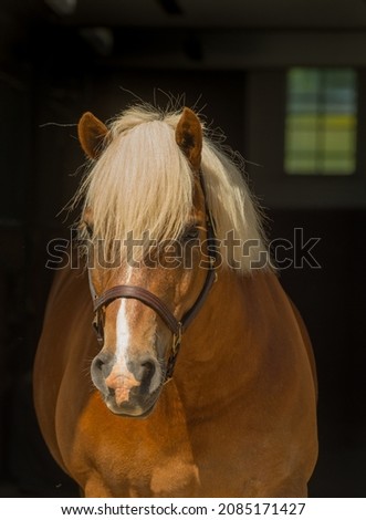 horse portrait shot of haflinger breed of horse head shot of equine light brown in colour with flax mane and long forelock white blaze leather halter vertical format with room for type or masthead  Royalty-Free Stock Photo #2085171427