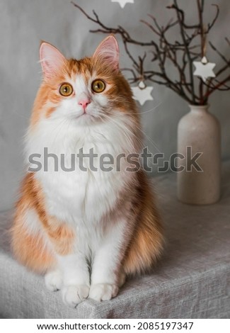 Portrait of a delightful red domestic cat sitting on a table   