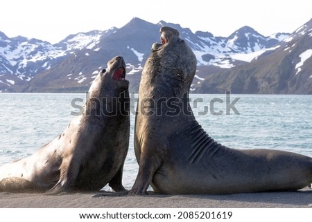 Southern Ocean, South Georgia. Two adult elephant seals face off in battle. Royalty-Free Stock Photo #2085201619