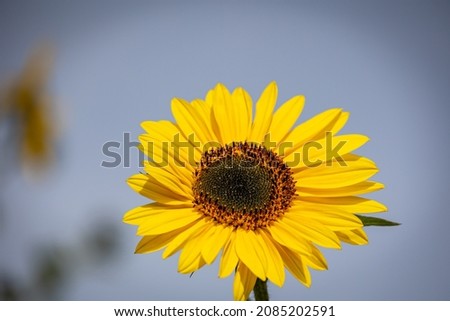 Helianthus is a genus comprising about 70 species of annual and perennial flowering plants in the daisy family including the common sunflower. Sunflowers were domesticated by Native Americans. 