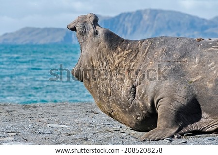 Elephant Seal (Mirounga leonina) on the beach, Gold Harbour, South Georgia, Antarctica Royalty-Free Stock Photo #2085208258