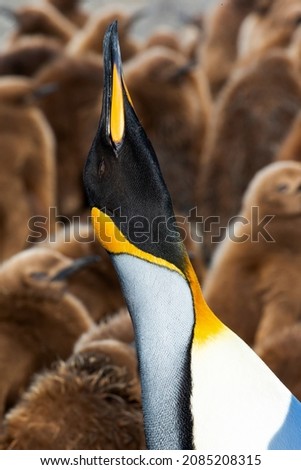 Southern Ocean, South Georgia. Headshot of a king penguin with chicks in the background.