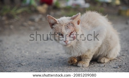 Sick lonely cat thrown into the street. The problem of abandoned animals. Skin disease in a cat. Royalty-Free Stock Photo #2085209080