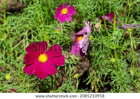 fresh beauty mix red purple cosmos flowerand white center blooming in natural botany garden park
