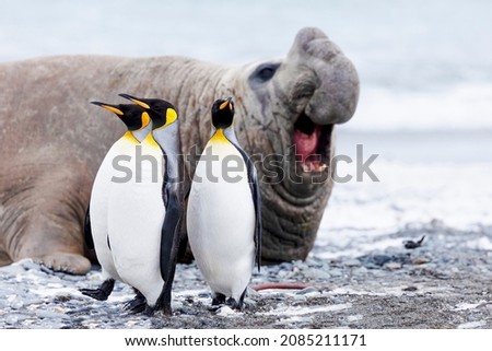 Southern Ocean, South Georgia, Salisbury Plain, king penguin, southern elephant seal, Three king penguins walk past an elephant seal bull who is bellowing. Royalty-Free Stock Photo #2085211171