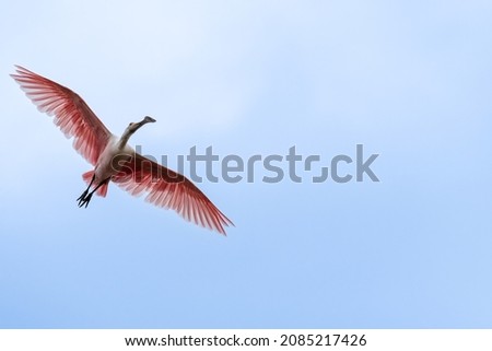Bird in flight pictures of cranes and spoonbill