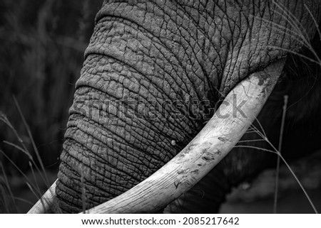 Elephant Tusks and Trunks. These pictures were taken without harming any elephants.