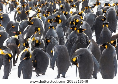 Southern Ocean, South Georgia. Picture of the backs of a group of king penguins.