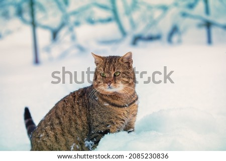  Cat walking in the snow in winter