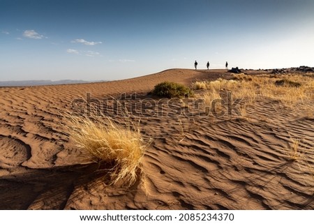 In the Sahara Desert in Morocco. Three hikers on the ridge of the sand dunes. In the foreground, a bush of dry grass has grown on the furrows dug by the wind