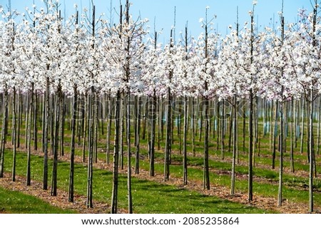 Young white magnolia trees in blossom growing on plantation on tree nursery farm in North Brabant, Netherlands in sunny day