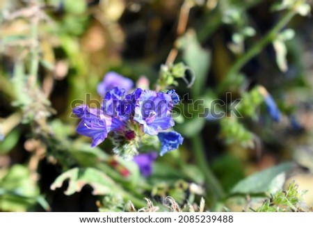 Close up view at blue or violet or purple flowers of Lanzarote Bugloss (Echium lancerottense), endemic plant of Lanzarote island, growing in natural conditions amidst other plants. Selective focus