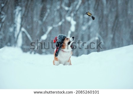 funny corgi dog in a hat with earflaps sits in the snow and looks at a flying bird tit Royalty-Free Stock Photo #2085260101