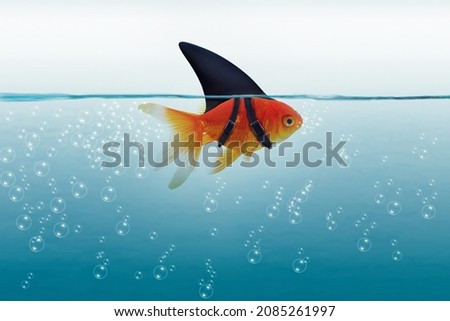 small goldfish disguised as a shark