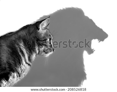 The Lion Within - Profile of a house cat casting a lion's shadow on a white wall  Royalty-Free Stock Photo #208526818