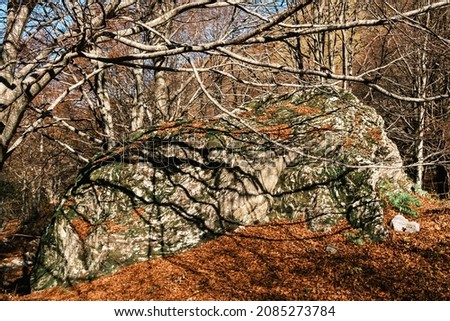 Autumn leaves and plants in a forest in Tuscany