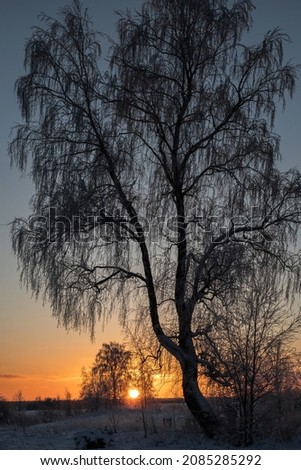 beauties of birch trees stand silently against the background of a winter sunset in anticipation of spring