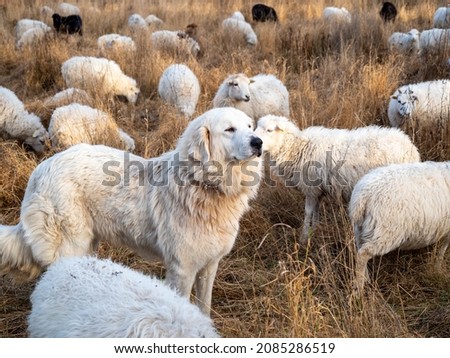 White dog among white sheep. High quality photo Royalty-Free Stock Photo #2085286519