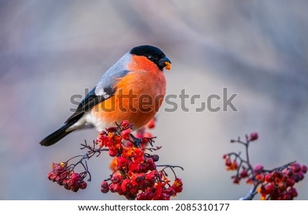 The bullfinch bird sits on a bunch of red rowan berries and holds a red rowan berry in its beak