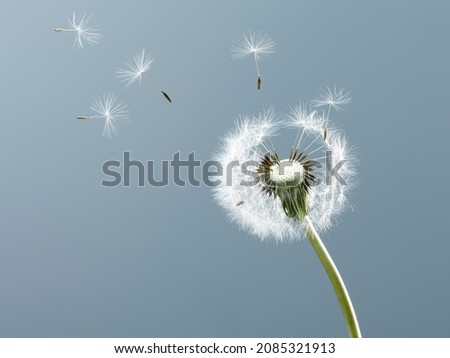 Close up of seeds blowing from dandelion on blue background Royalty-Free Stock Photo #2085321913