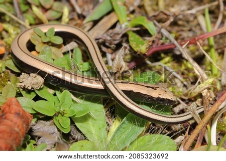 Young eastern slow worm (Anguis colchica) in natural habitat