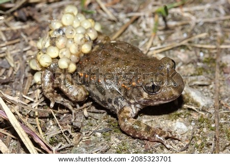 The common midwife toad (Alytes obstetricans) male with a clutch of eggs around his legs