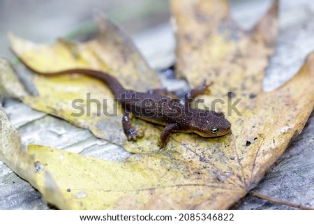 Rough-skinned Newt juvenile resting on autumn leaf. Thornwood Preserve, San Mateo County, California, USA.