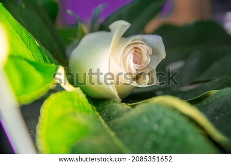 One white rose bud lies on a large green leaf