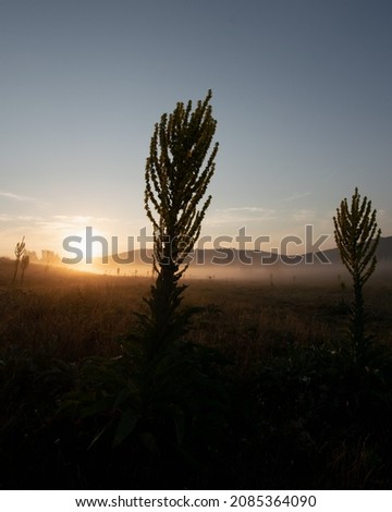 Good morning pandorra, a rural scene in the morning mist.