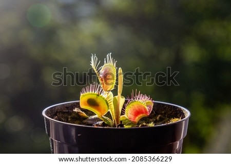 Leaves of the Venus fly, Dionaea muscipula, a subtropical carnivorous plant near and selective focus, showing the thorns inside the flower close-up