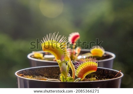 Leaves of the Venus fly, Dionaea muscipula, a subtropical carnivorous plant near and selective focus