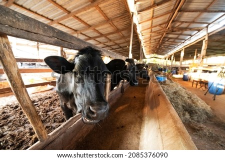 Portrait of a Wagyu cattle originating from Japan at a Thai Wagyu cattle farm.