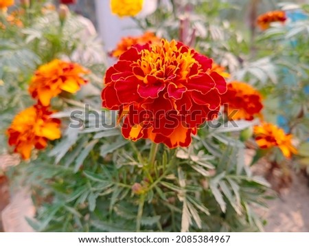 View of an isolated marigold with green leaves background in a garden
