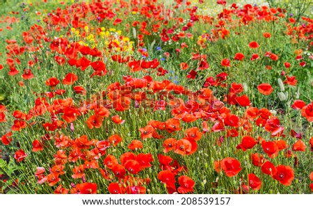 Stunning red field with lots of blooming poppies