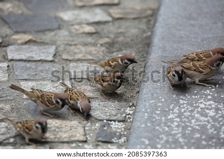 
This is a picture of birds eating food