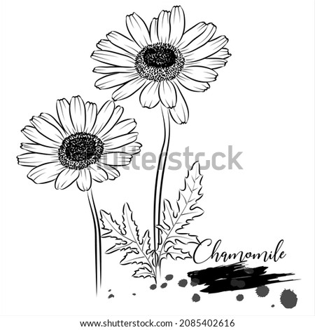 Herb, Chamomile medical plant vector illustration